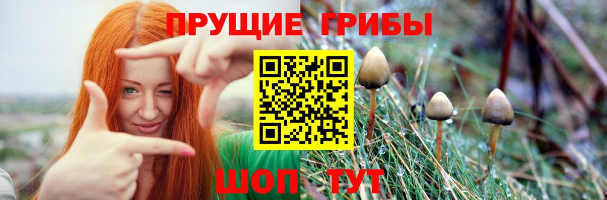 Галлюциногенные грибы Psilocybine cubensis Дальнегорск